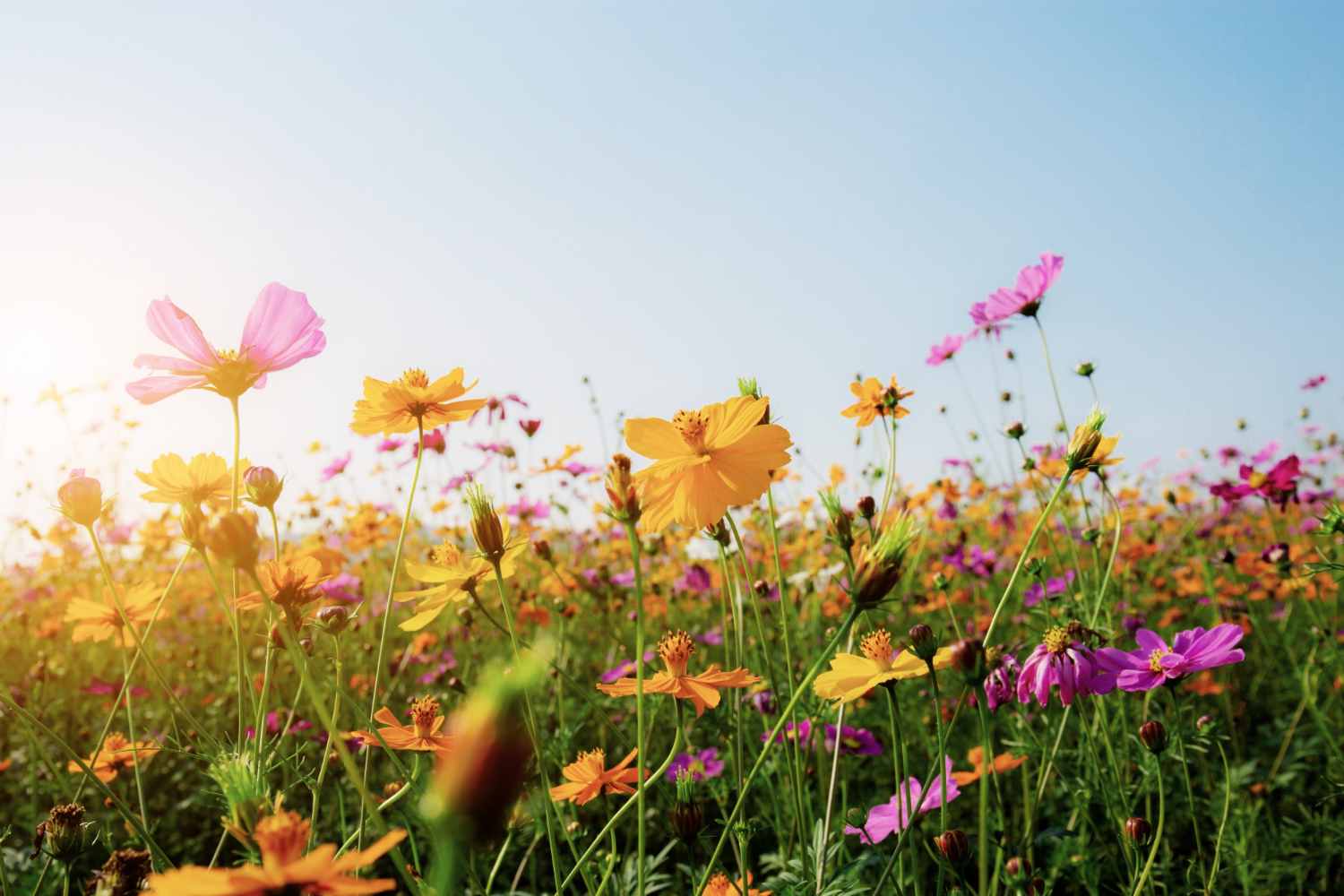 Champs de fleur